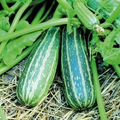 CYBEXIS Seeds of Vegetable Courgette Marrow Trailing Zucchini100 Seeds Seed(100 per packet)