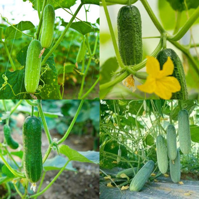 ibains Cucumber seeds plants Kakari sosa seeds pack of 24 Seed(24 per packet)