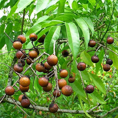 EasySeeds Reetha, Soap Berry, Washnut, Sapindus trifoliatus Seed(100 per packet)