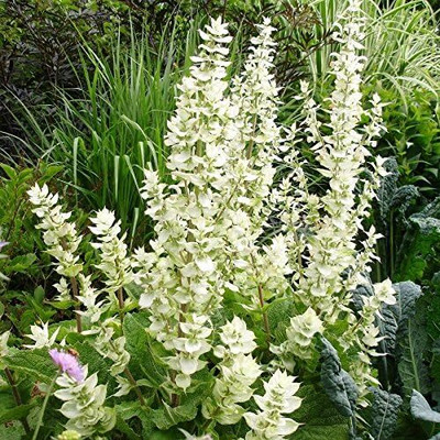 Qualtivate ICRA-7A Clary Sage - White Swan Seed(100 per packet)