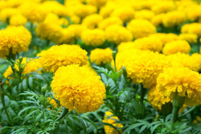 BASF marigold/gende ka phool flower seeds Seed(50 per packet)