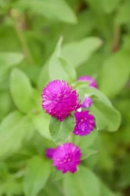 MAA Gomphrena Seed(135 per packet)