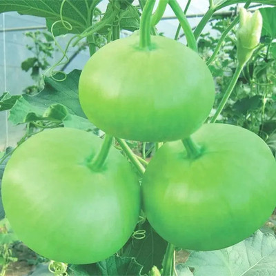 LIFELEX Round Bottle Gourd Seeds, Lauki Seed(21 per packet)