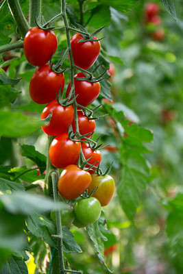 seedito tomato Seed(120 per packet)