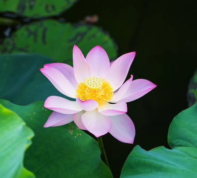 CEYA lotus,kamal gatta Seed(15 per packet)