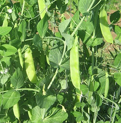 Qualtivate XXX-8A Mammoth Melting Snow Pea Seeds Seed(200 per packet)