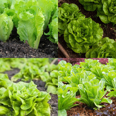 ibains Lettuce seeds bij37 Seed(37 per packet)