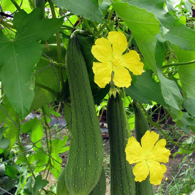 Biosnyg High Yield VRN Sponge Gourd Vegetable Seeds For Planting (1000 Seeds) Seed(1000 per packet)