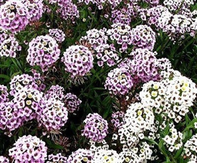 CYBEXIS Saxatile Aurinia Saxatilis - Rockery Flower Seed(1 g)