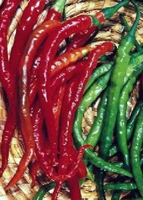 CYBEXIS Cayenne Pepper (Capsicum annum) Seeds600 Seeds Seed(600 per packet)