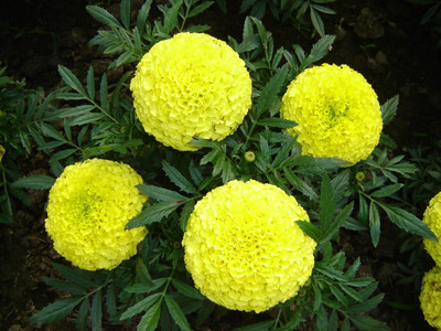 Aywal Marigold Scarlet Red Seed(10 per packet)