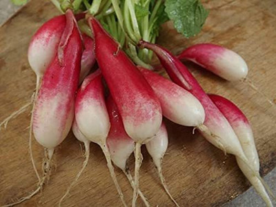 CYBEXIS Fast Germination Radish French Breakfast Seeds2400 Seeds Seed(2400 per packet)