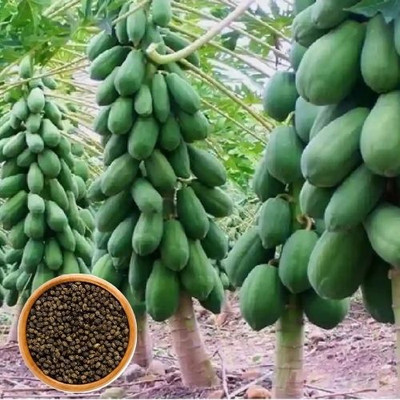 DEYS AGRO ™ red lady papaya seeds,pure Seed(171 per packet)