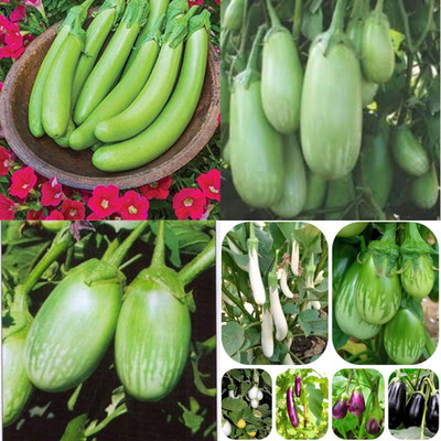 ibains Brinjal red round seeds eggplant pack of 410 Seed(410 per packet)