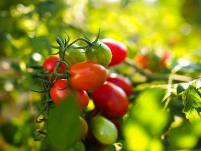FRENUTRI tomato Seed(150 per packet)