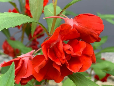 Dbbrothers Hybrid mix color balsam/dopati flower seeds for home palnt Seed(58 per packet)
