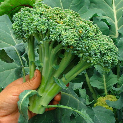 WILLVINE VMR -XIII Organic Heirloom Broccoli Seeds (Waltham 29) [2.5g] Seed(750 per packet)