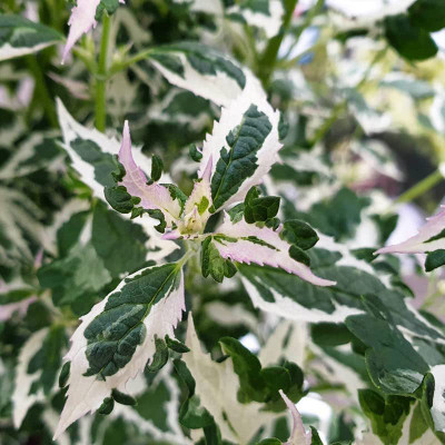 VibeX NBIR-25 - Variegated Hummingbird Mint - (1350 Seeds) Seed(1350 per packet)