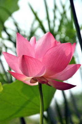 Marwal Creation lotus,kamal gatta Seed(15 per packet)