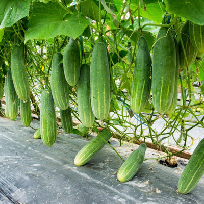 N.G.M. AGROCARE Cucumber F1 Hybrid Seed(15 per packet)