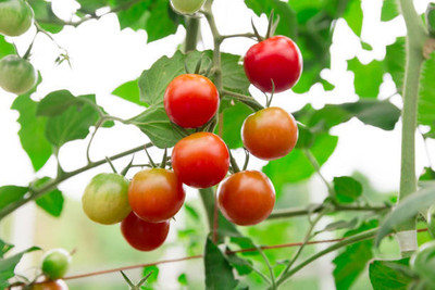 LJL Traders tomato Seed(130 per packet)