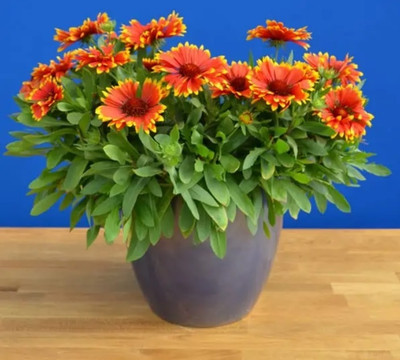 SEEDSSIDE ‘Sunset Flash’ Gaillardia Seed(20 per packet)