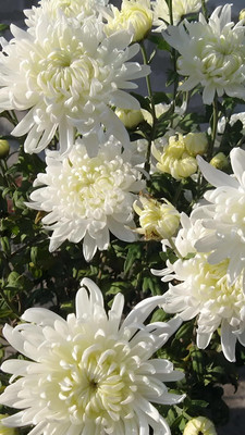 Lorvox Chrysanthamum Mix/Chamanti Seed(100 per packet)