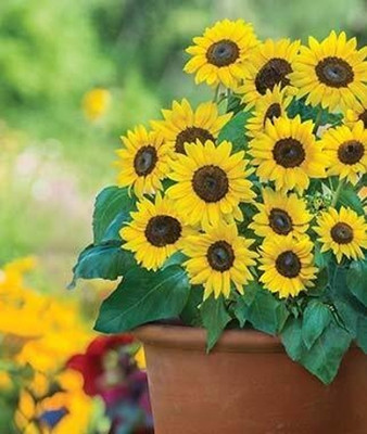 BDSresolve sunflower Seed(22 per packet)