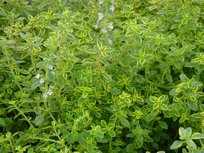 Qualtivate HYB-8A Golden Lemon Thyme Seeds Seed(50 per packet)