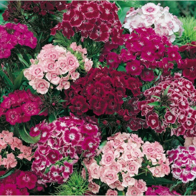 Lorvox Sweet William Flower Seed(40 per packet)