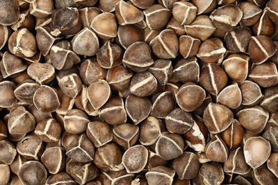 CYBEXIS PAU-11 - PKM1 Moringa Oleifera Malunggay - (1350 Seeds) Seed(1350 per packet)