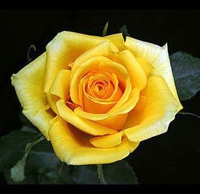Qualtivate DXL-2AT Yellow Rose Seeds Seed(25 per packet)