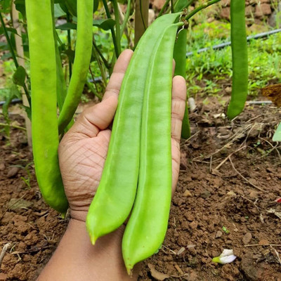 ibains Green beans seeds pack of 100 Seed(100 per packet)