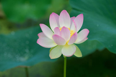 SIDDHI AGENCIES lotus,kamal gatta Seed(15 per packet)