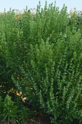 Qualtivate NBIR-7 Fino Verde Little-Leafed Basil Seed(1000 per packet)