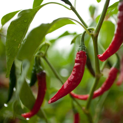 Qualtivate PUAS-6A Cayenne Red Long Pepper Chilli Seed(300 per packet)