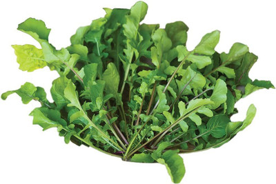 CYBEXIS GUA-49 - Arugula Rocket Wild Roma - (750 Seeds) Seed(750 per packet)