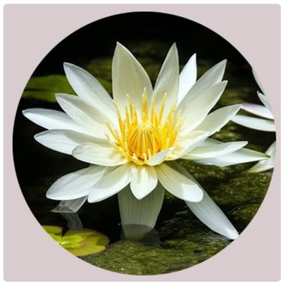 Qualtivate PUA-7A Water Lily/Lotus Seeds Seed(25 per packet)