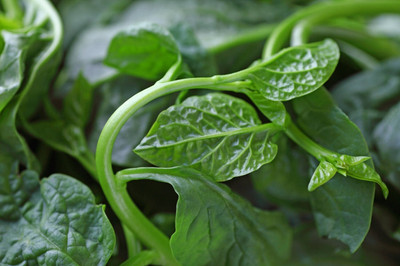 Pbevergreen vine spinach, Basella Alba, Pui shaak Seed(180 per packet)