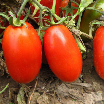 CYBEXIS Sweet Tomato Seeds 2000 Seeds Seed(2000 per packet)