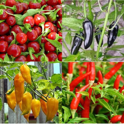 ibains Ghost chilli seeds270 Seed(270 per packet)