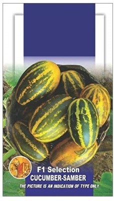 Farmers Choice ® South Cucumber Sambher Kheera Vegetable seeds(15 Seeds) Seed(15 per packet)