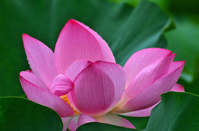 SIDDHARTH FISH FARM lotus,kamal gatta Seed(14 per packet)