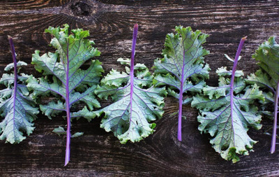 WILLVINE NKR -IX Red Russian Kale Seeds for Planting [50g] Seed(15000 per packet)