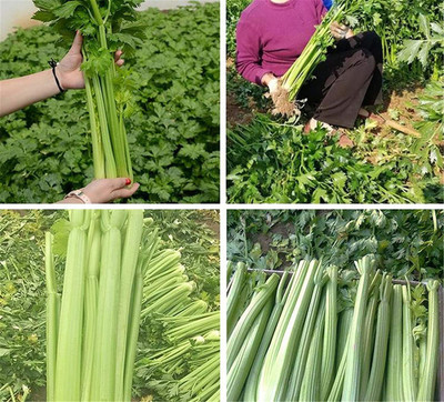 CYBEXIS LXI-22 - Giant Prague Celeriac - (2250 Seeds) Seed(2250 per packet)