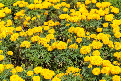 Infintegreen marigold,gende ka phool seeds Seed(21 per packet)