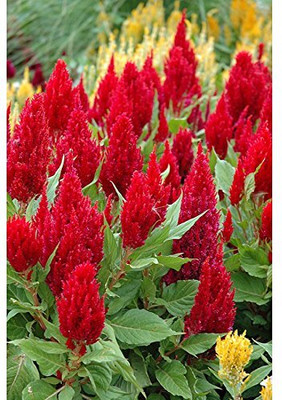 Aywal Celosia Mixed Colour F1 Hybrid Seeds Seed(100 per packet)