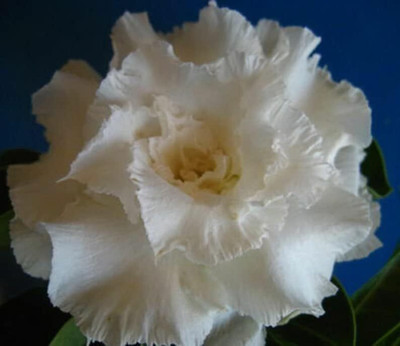 Qualtivate NBIR-607 Desert Rose Impala Lily Seed(30 per packet)