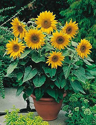 KANAYA Sunflower Flower Seeds For Home Gardening Seed(40 per packet)