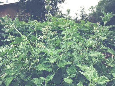 VibeX XL-29 - Catnip Nepeta Cataria - (4500 Seeds) Seed(4500 per packet)